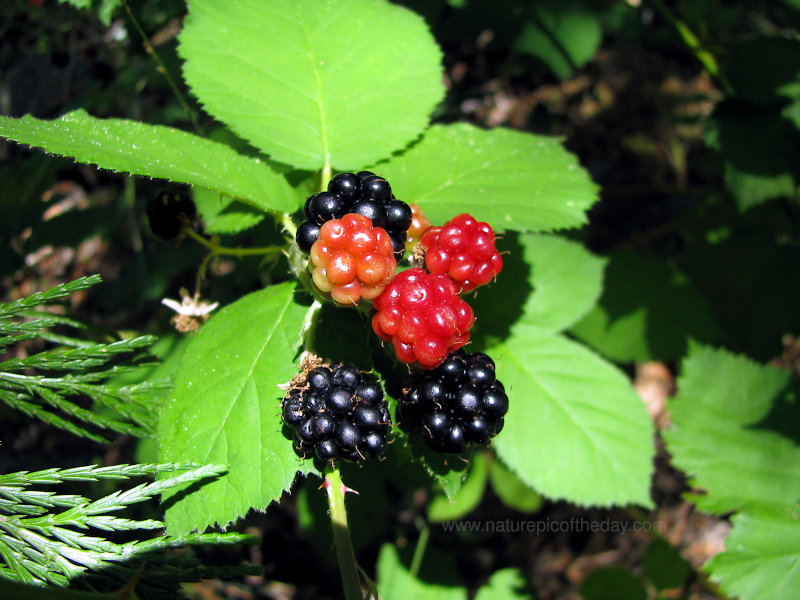 Blackberries on the vine.