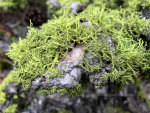 Moss on a fallen pine