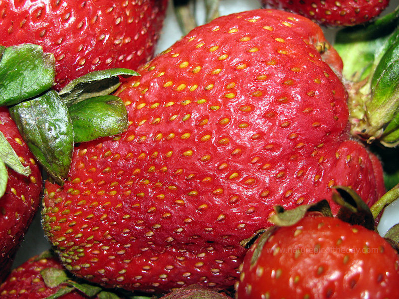 Closeup of a Strawberry 