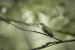 Hummingbird in Ohio