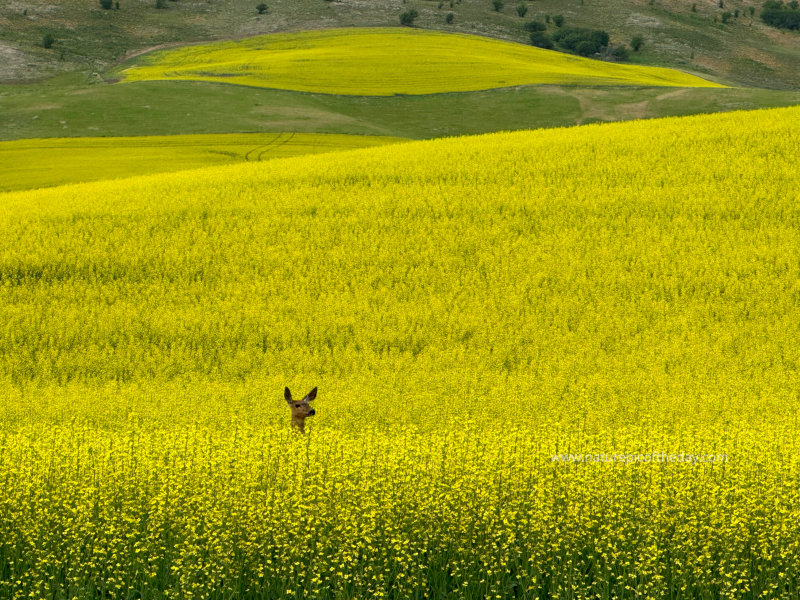 Whitetail deer in a Canola field
