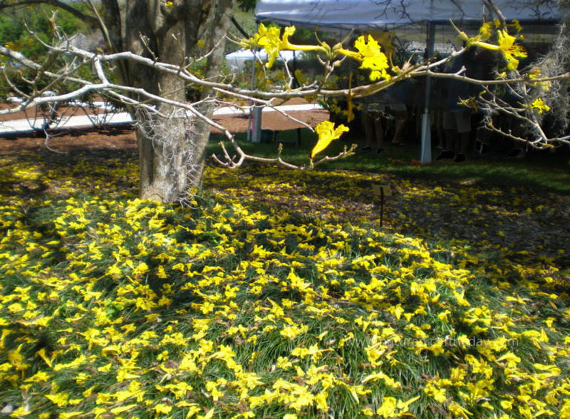 Leu Gardens in Orlando Florida