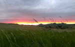 Sunset on the Palouse with Timothy Grass