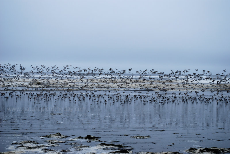 Birds on the Beach