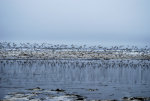 Birds on the Beach