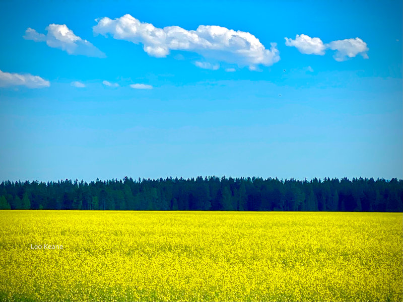 Canola near Whitefish, MT