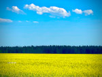 Canola near Whitefish, MT