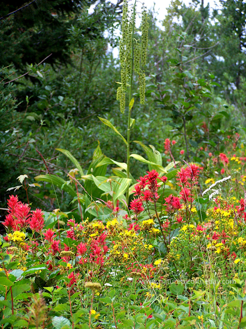 Flowers in Montana