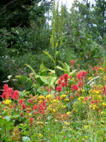 Flowers in Montana