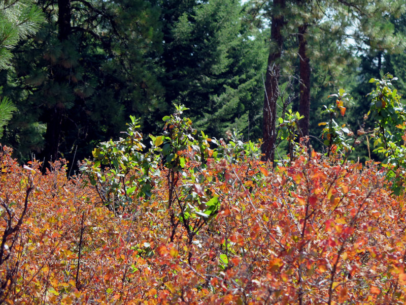 Nine Bark in Idaho