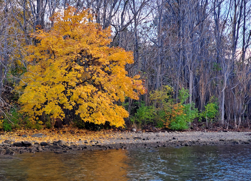 Autumn Colors