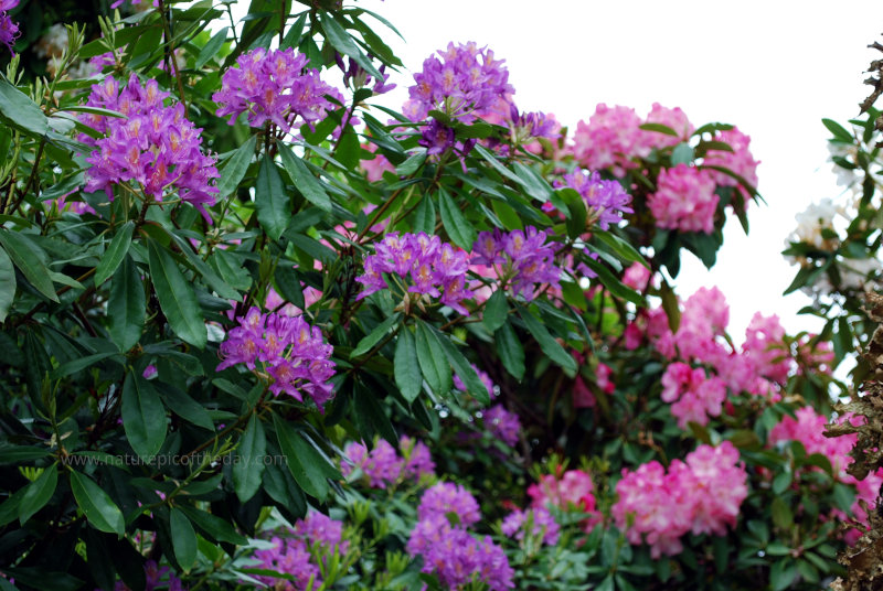 Purple Rhododendron