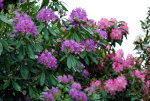 Purple Rhododendron