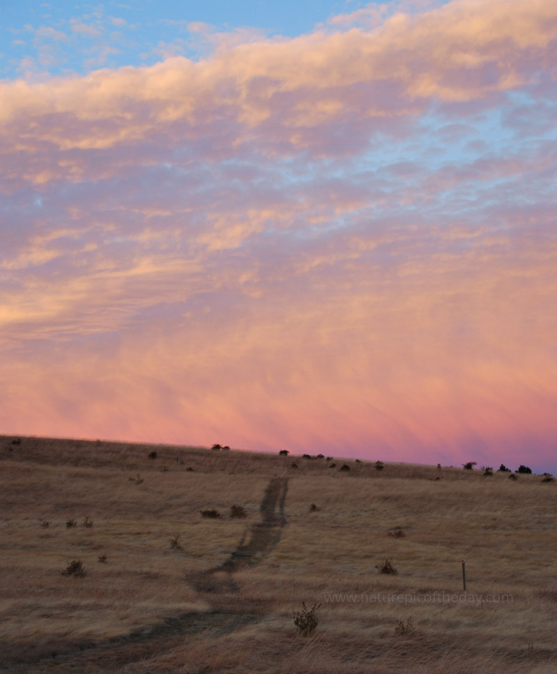 Pink Clouds