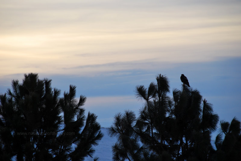 Hawk on a tree