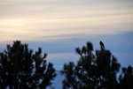 Hawk on a tree