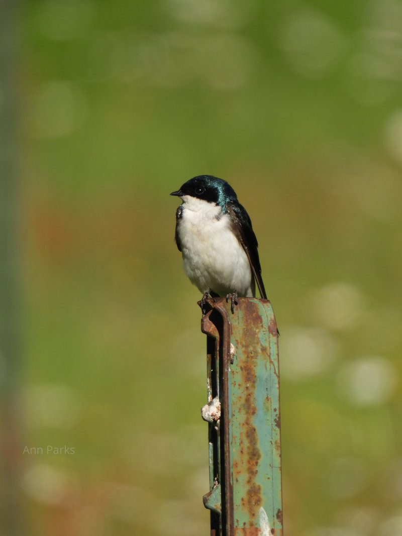 Tree Swallow on a post