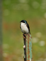 Tree Swallow on a post