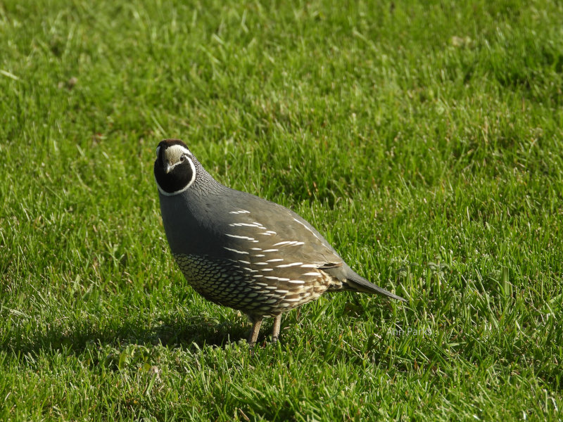 Why did the quail cross the lawn?