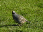 Why did the quail cross the lawn?