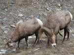 Bighorn Sheep in Montana