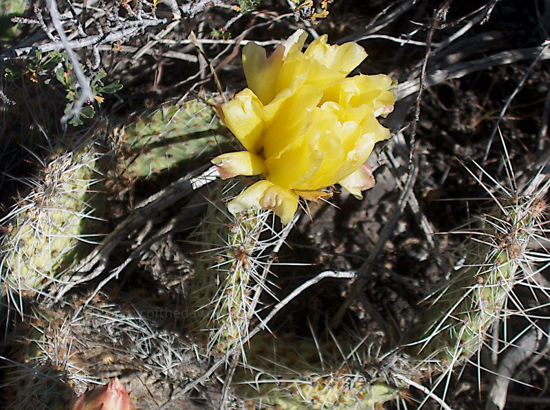 Cactus in Idaho