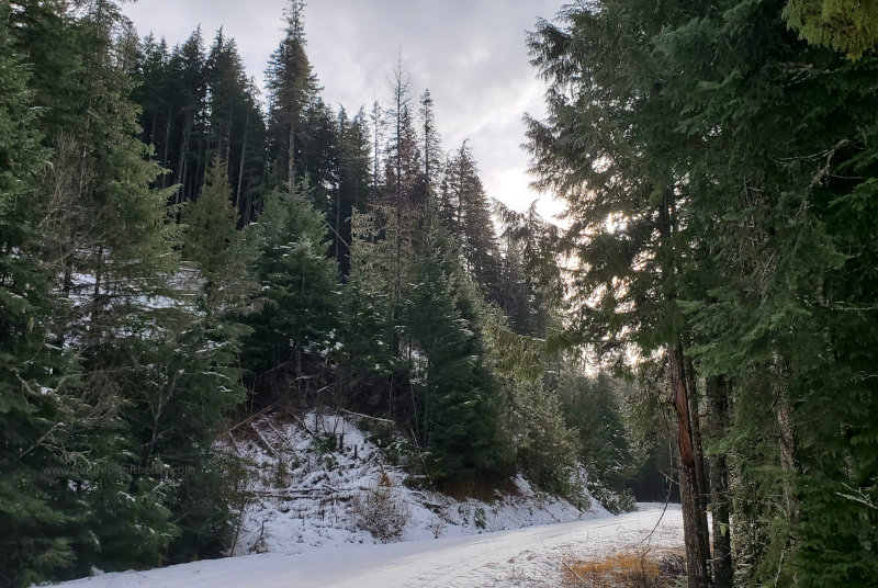 Snow on Cedars in the mountains.