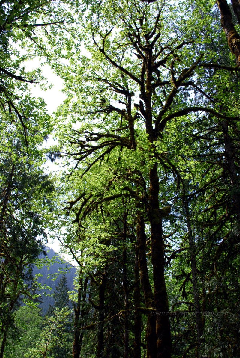 Florescent green leaves on the Olympic Peninsula.