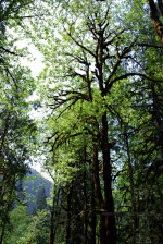 Florescent green leaves on the Olympic Peninsula.