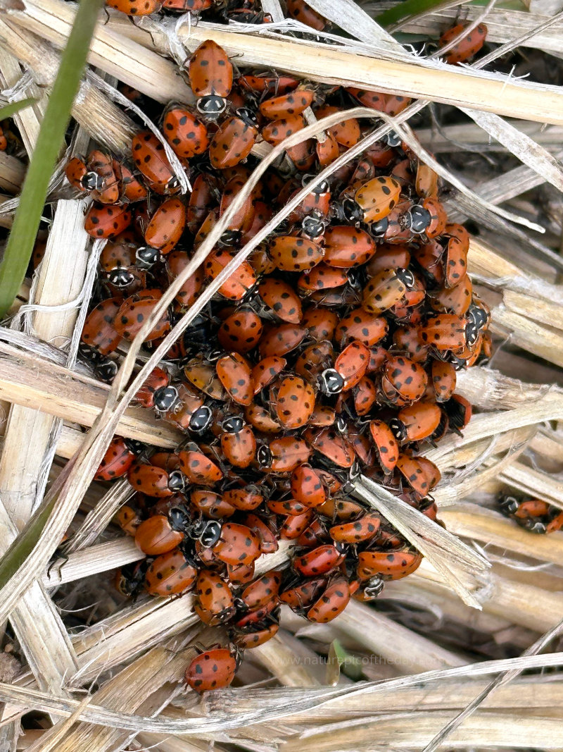 Ladybug nest.