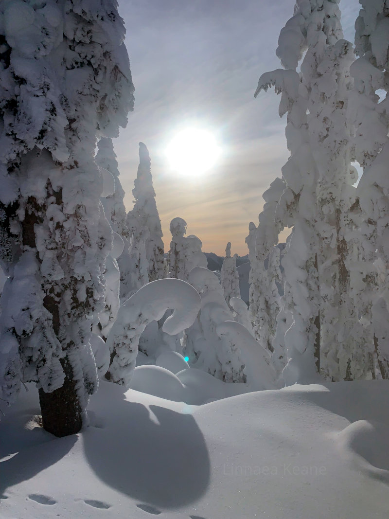 Fresh powder on the slopes of Mt Baker