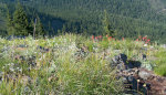 Paintbrush in Montana