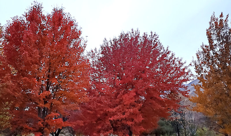 Fall colors in Washington State