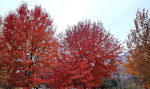 Fall colors in Washington State