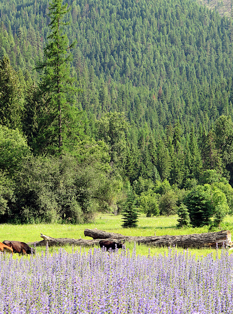 Cows grazing in Lupine.  Werewolf Cows.  Werecows?