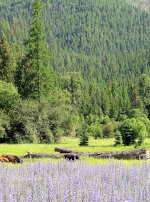 Cows grazing in Lupine.  Werewolf Cows.  Werecows?