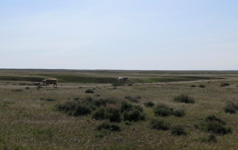 Cows in Montana