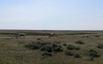 Cows in Montana