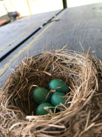 A nest of robin eggs.