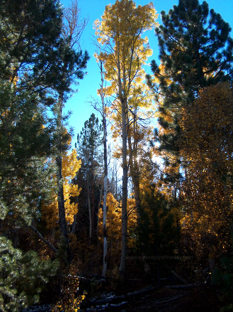 Fall Foliage in California