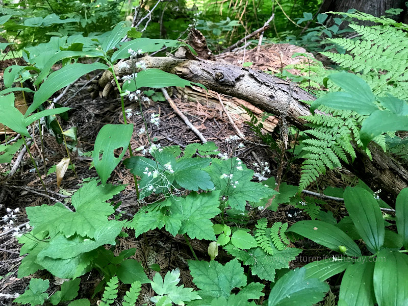 Ferns