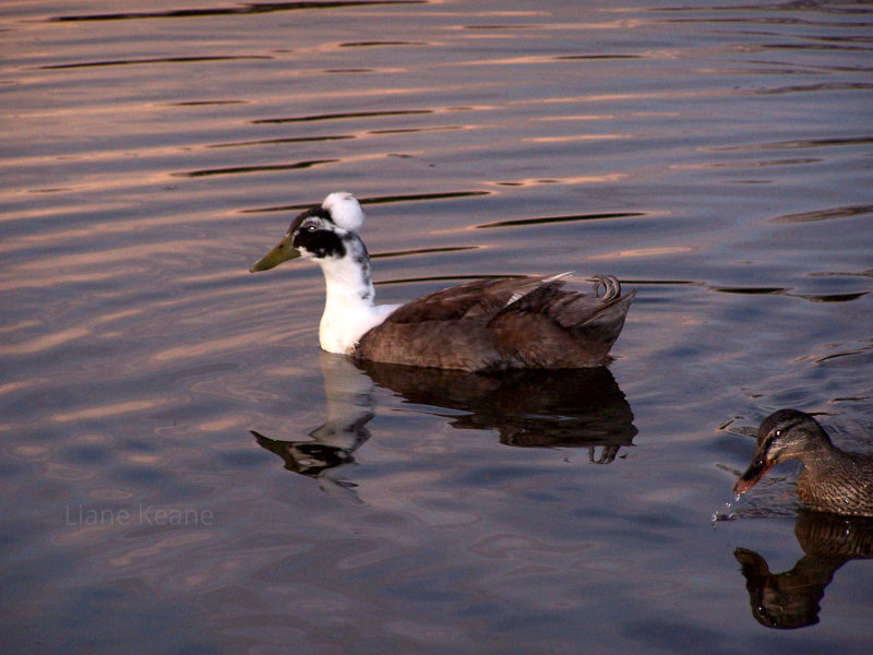 Crested Duck at Sunset