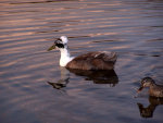 Crested Duck at Sunset