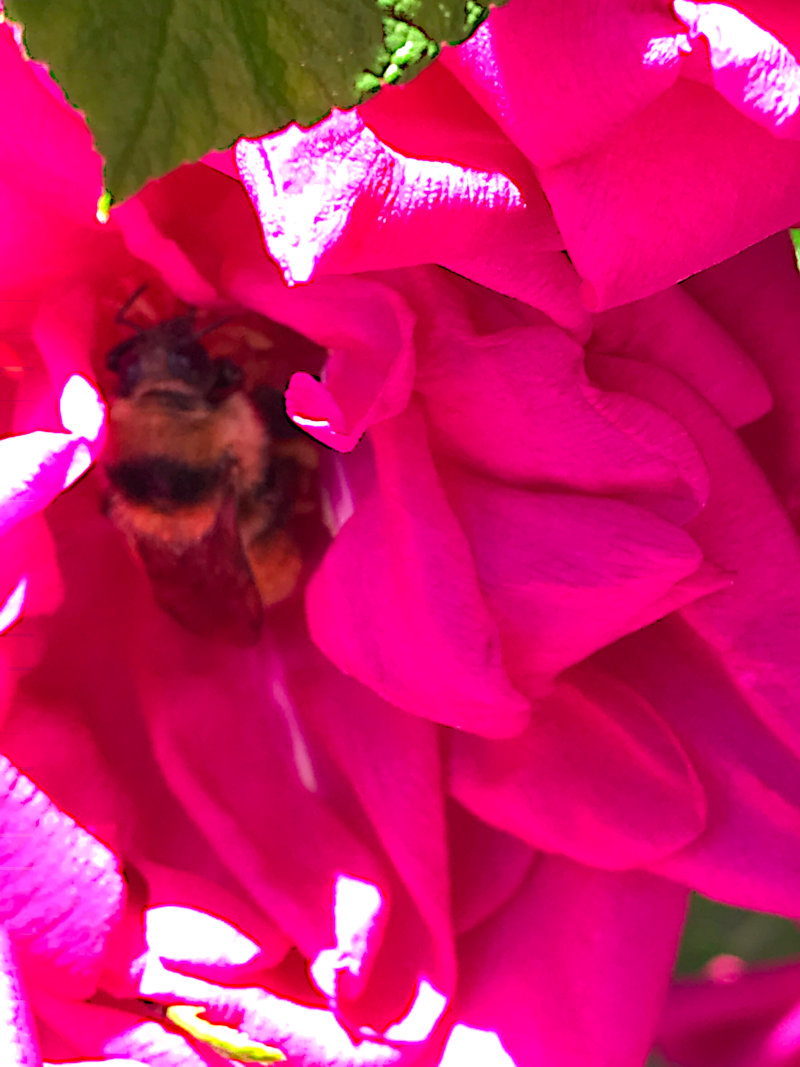 Honey Bee looking for some sugar