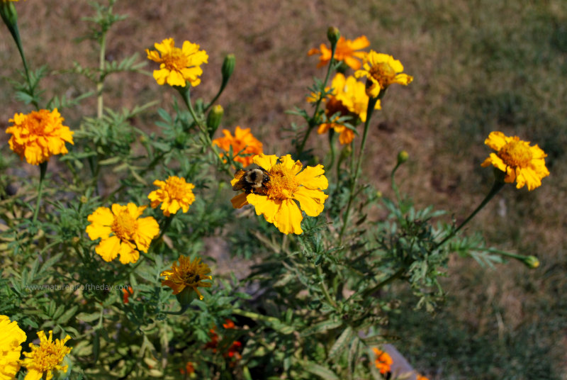 Marigolds and Bees