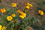 Marigolds and Bees