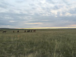 Horses on the Montana Prairie 