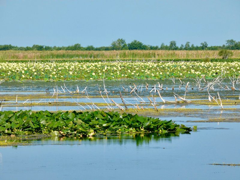 Lake Apopka Wildlife Drive, Apopka, FL