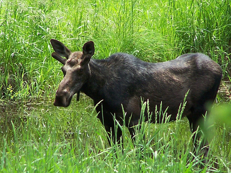 Moose in a pond