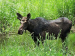 Moose in a pond